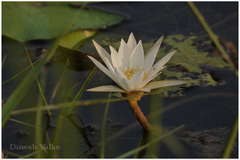 Nymphaea pubescens